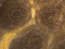Строматолиты Inzeria tjomusi из Катав-Ивановска, полированный срез 18,3х11,7х2,6 см, 11615, фото 2
