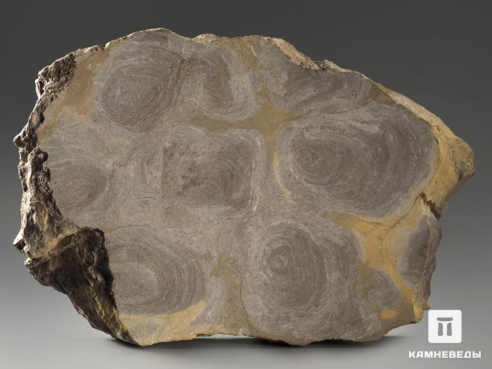 Строматолиты Inzeria tjomusi из Катав-Ивановска, полированный срез 18,3х11,7х2,6 см, 11615, фото 3