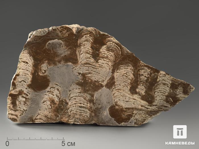 Строматолиты Inzeria tjomusi из Катав-Ивановска, полированный срез 17,1х10,1х3,2 см, 11616, фото 1