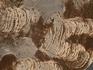 Строматолиты Inzeria tjomusi из Катав-Ивановска, полированный срез 17,1х10,1х3,2 см, 11616, фото 2