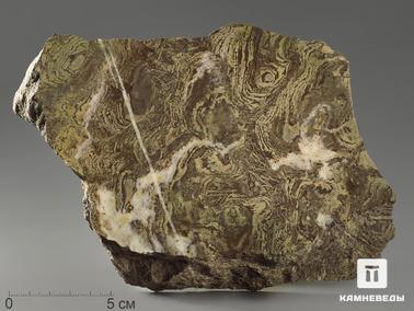 Строматолит. Строматолиты Inzeria tjomusi из Катав-Ивановска, полированный срез 19,9х14,2х4,1 см