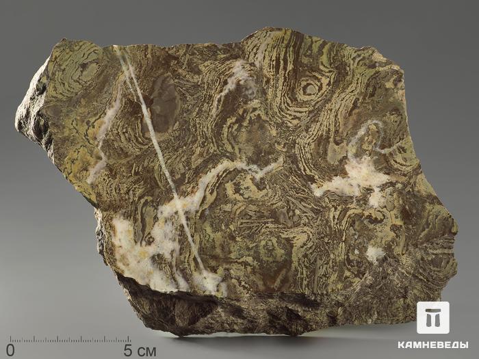 Строматолиты Inzeria tjomusi из Катав-Ивановска, полированный срез 19,9х14,2х4,1 см, 11614, фото 1