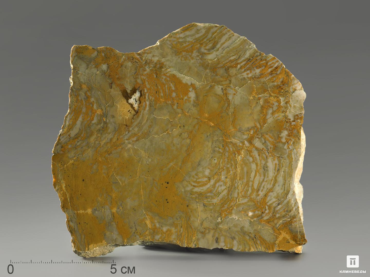 Строматолиты Inzeria tjomusi из Катав-Ивановска, полированный срез 13,2х12,7х2,3 см