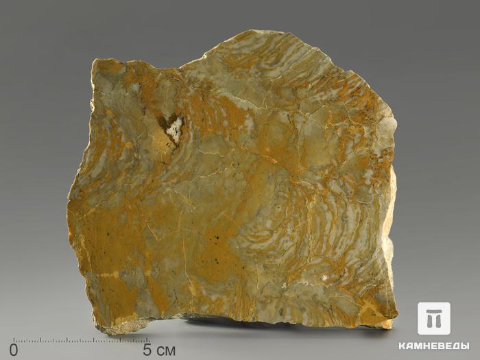 Строматолиты Inzeria tjomusi из Катав-Ивановска, полированный срез 13,2х12,7х2,3 см, 11619, фото 1