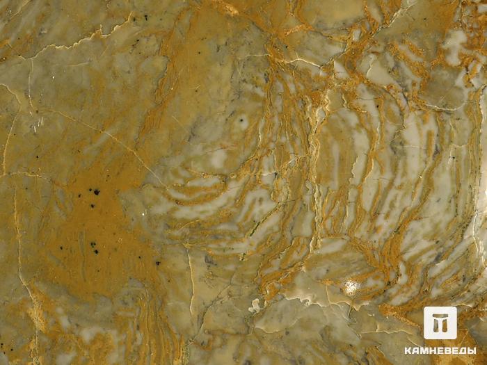 Строматолиты Inzeria tjomusi из Катав-Ивановска, полированный срез 13,2х12,7х2,3 см, 11619, фото 2