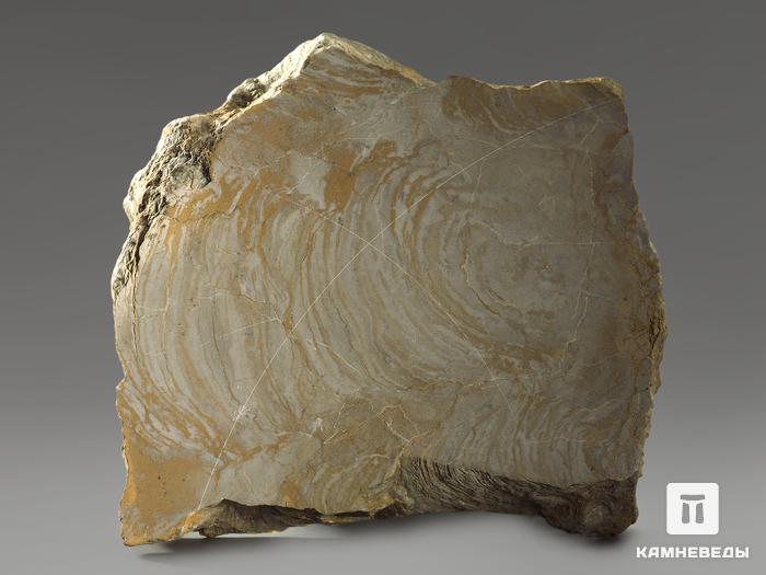 Строматолиты Inzeria tjomusi из Катав-Ивановска, полированный срез 13,2х12,7х2,3 см, 11619, фото 3