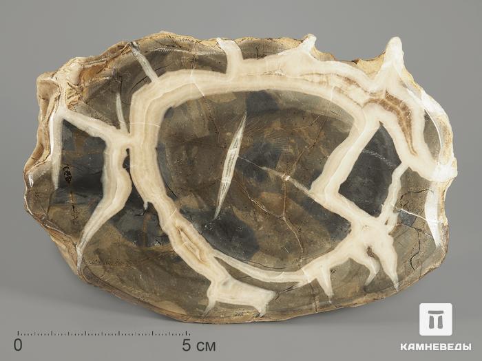 Септария, полированный срез 12,2х8,3х3,1 см, 11870, фото 1