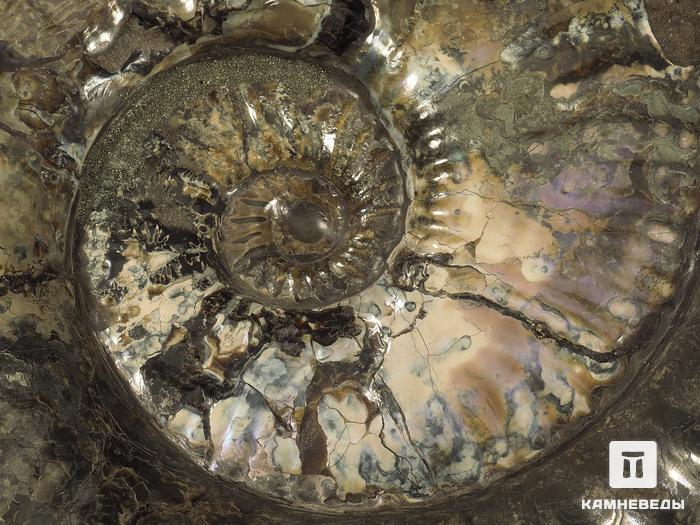 Аммонит с аммолитом на подставке, полированный 36х30х6,5 см, 12007, фото 4