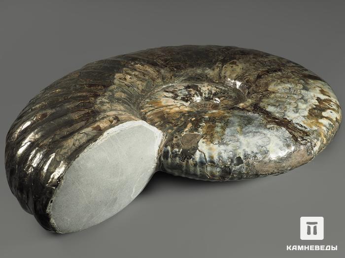 Аммонит с аммолитом на подставке, полированный 36х30х6,5 см, 12007, фото 5