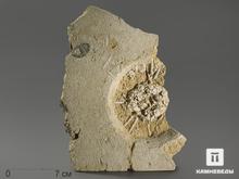 Морской ёж Archaeocidaris rossica на породе, 24х18х3,7 см