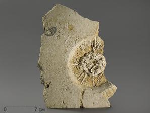 Морской ёж Archaeocidaris rossica на породе, 24х18х3,7 см