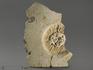 Морской ёж Archaeocidaris rossica на породе, 24х18х3,7 см, 12059, фото 1