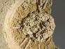 Морской ёж Archaeocidaris rossica на породе, 24х18х3,7 см, 12059, фото 2