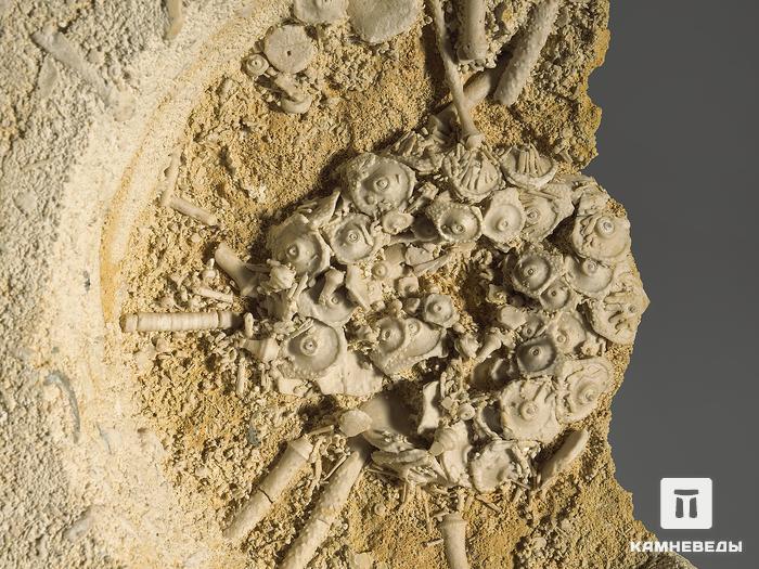Морской ёж Archaeocidaris rossica на породе, 24х18х3,7 см, 12059, фото 2