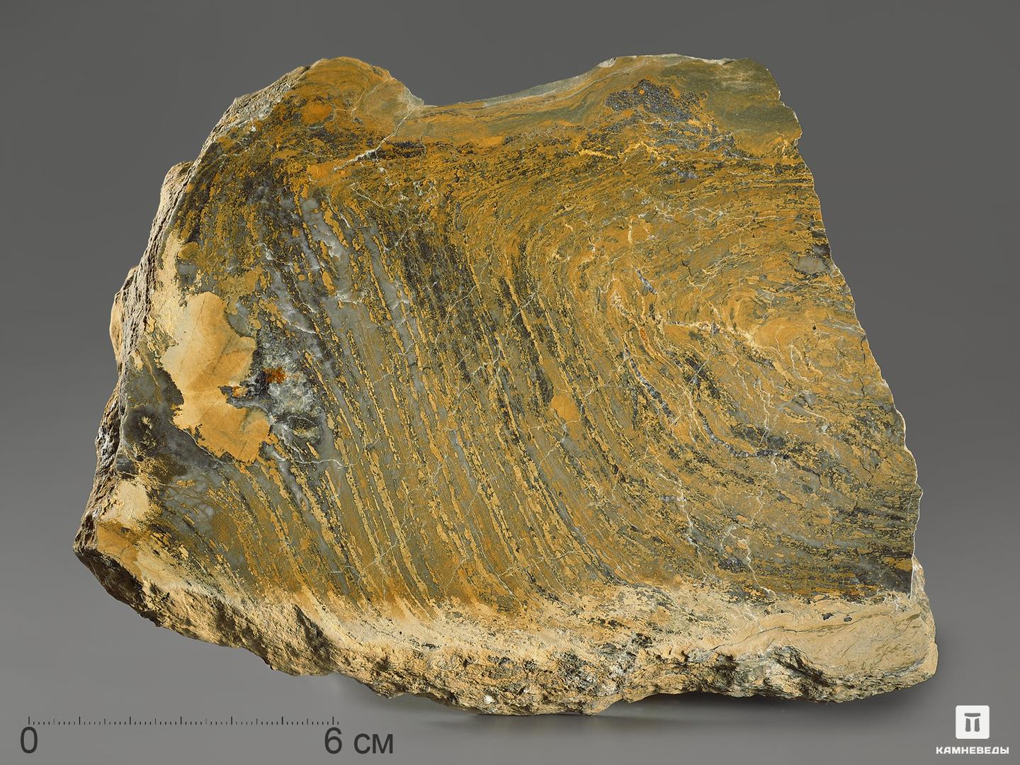 Строматолиты Gaya irkuskanica из Бакала, 18,8х13,4х4,5 см