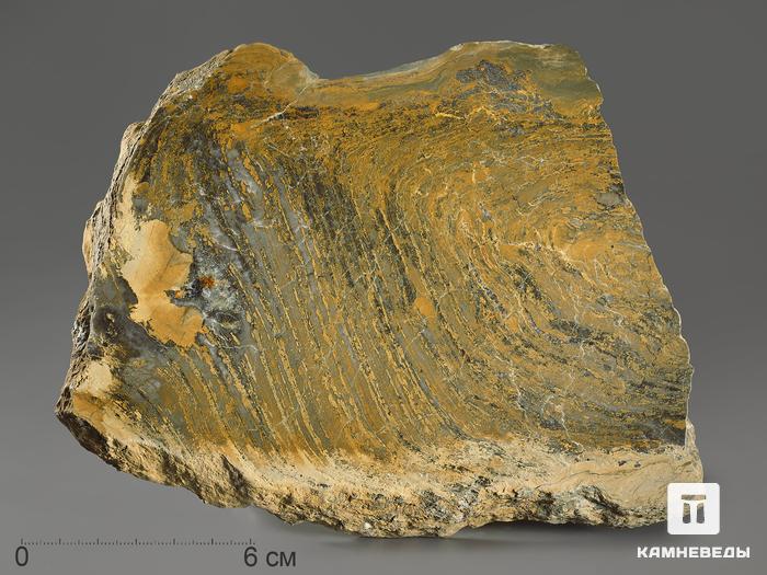 Строматолиты Gaya irkuskanica из Бакала, 18,8х13,4х4,5 см, 12117, фото 1