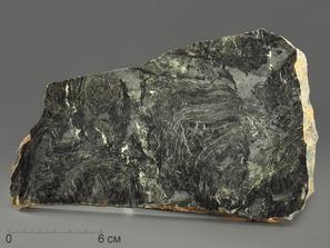 Строматолиты Gaya irkuskanica из Бакала, 18,2х11,1х2,5 см
