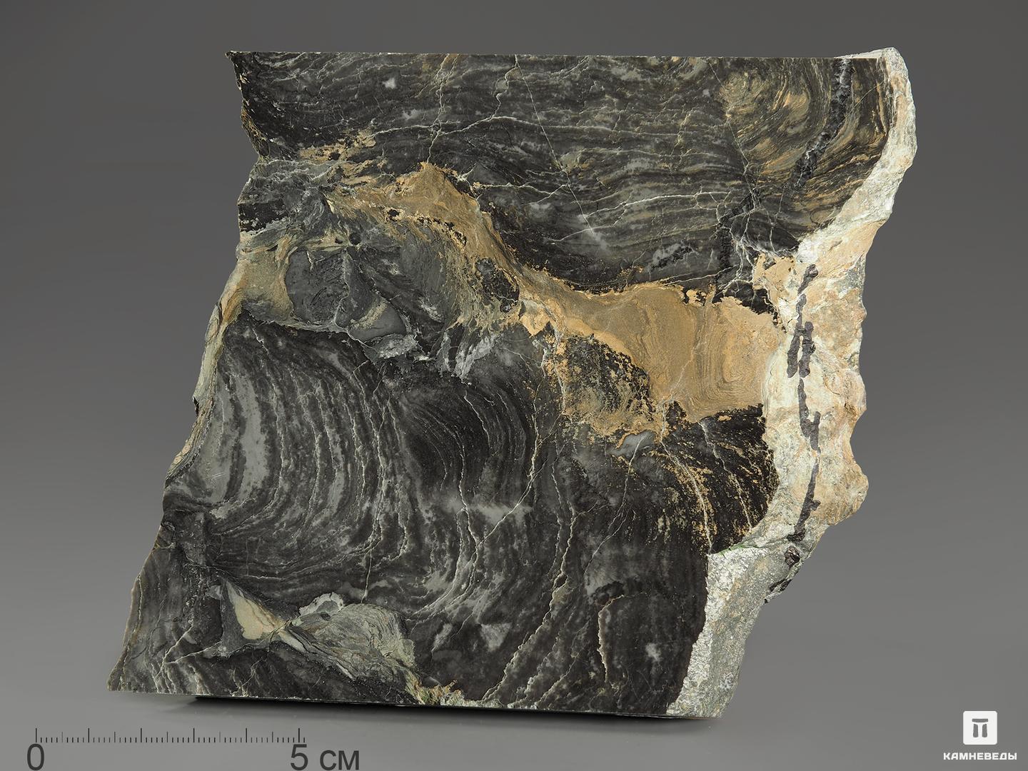 Строматолиты Collenia frequens из Бакала, 13,7х12,9х1,9 см