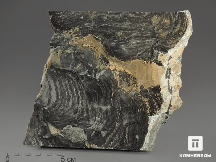 Строматолиты Collenia frequens из Бакала, 13,7х12,9х1,9 см, 12130, фото 1