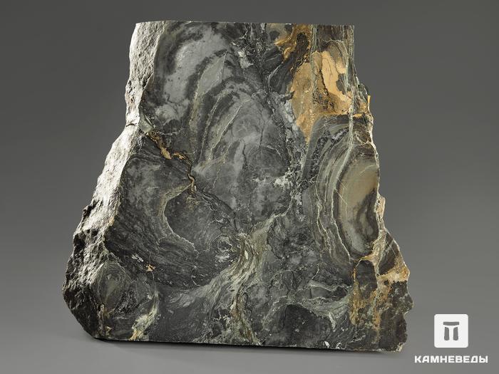Строматолиты Collenia frequens из Бакала, 13,7х12,9х1,9 см, 12130, фото 3