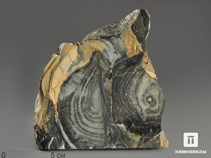 Строматолиты Collenia frequens из Бакала, 14,9х13х2,8 см, 12133, фото 2