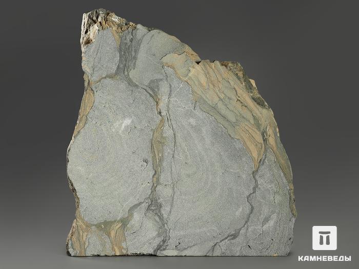 Строматолиты Collenia frequens из Бакала, 14,9х13х2,8 см, 12133, фото 3