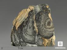 Строматолиты Collenia frequens из Бакала, 13х11,7х4,2 см