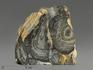 Строматолиты Collenia frequens из Бакала, 13х11,7х4,2 см, 12134, фото 1