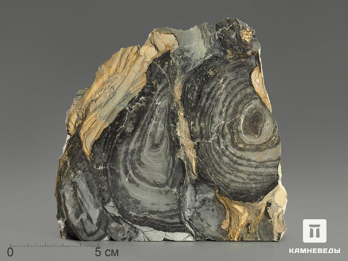 Строматолиты Collenia frequens из Бакала, 13х11,7х4,2 см, 12134, фото 1