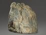 Строматолиты Collenia frequens из Бакала, 13х11,7х4,2 см, 12134, фото 2