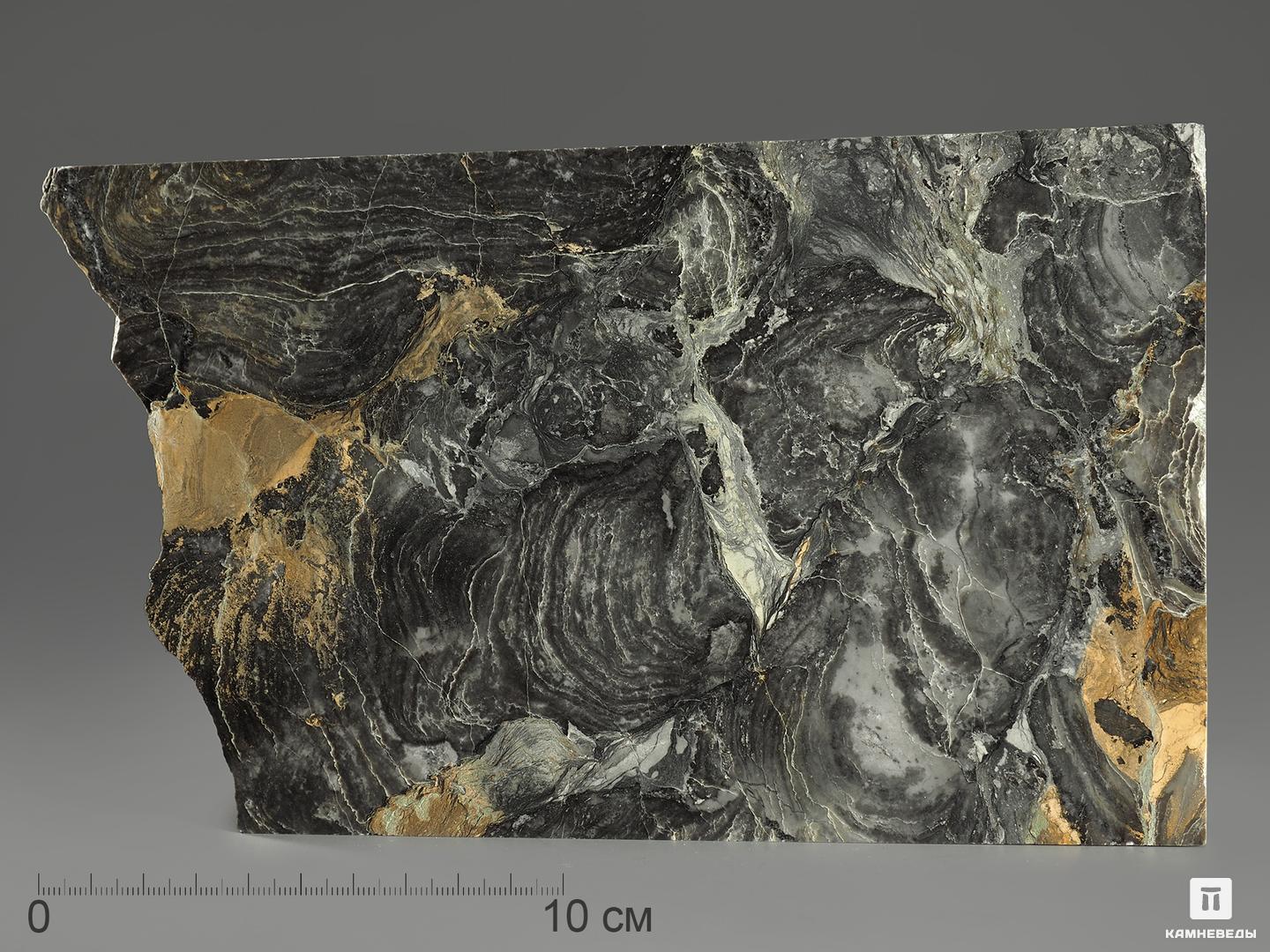 Строматолиты Collenia frequens из Бакала, 21,6х12,1х1,9 см
