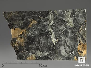 Строматолит. Строматолиты Collenia frequens из Бакала, 21,6х12,1х1,9 см