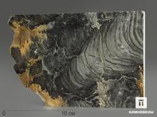 Строматолиты Collenia frequens из Бакала, 18,1х12,5х2,1 см