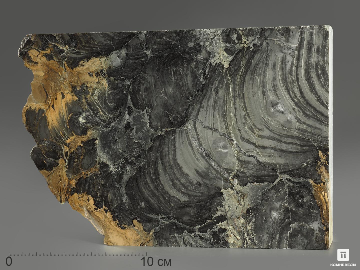 Строматолиты Collenia frequens из Бакала, 18,1х12,5х2,1 см барит с галенитом и флюоритом 14 1х12 5х10 7 см