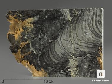 Строматолит. Строматолиты Collenia frequens из Бакала, 18,1х12,5х2,1 см