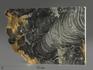 Строматолиты Collenia frequens из Бакала, 18,1х12,5х2,1 см, 12127, фото 1
