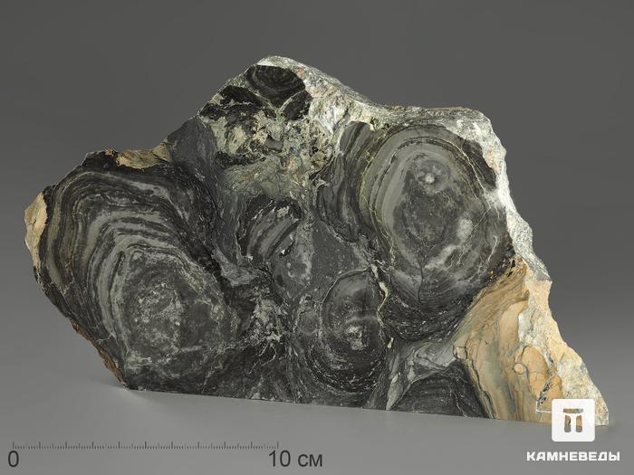 Строматолиты Collenia frequens из Бакала, 23,7х13,4х2,2 см, 12125, фото 1