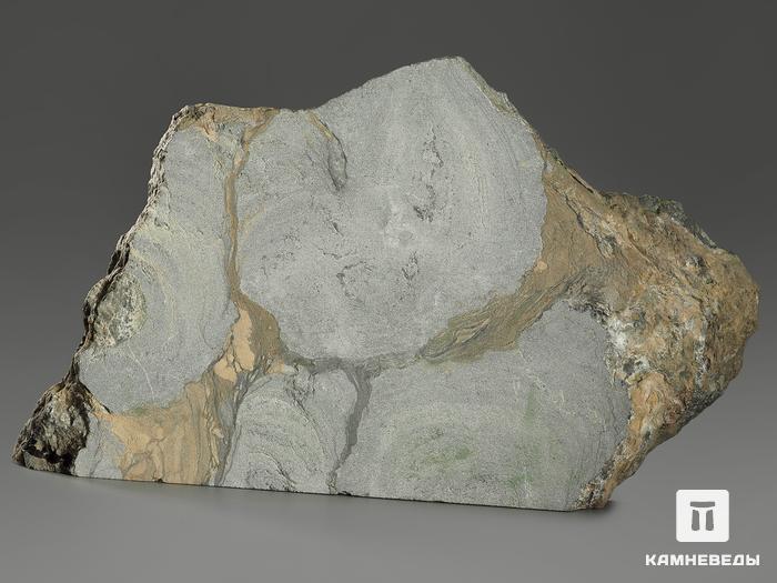 Строматолиты Collenia frequens из Бакала, 23,7х13,4х2,2 см, 12125, фото 2