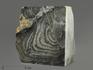 Строматолиты Collenia frequens из Бакала, 12,3х12х6,5 см, 12128, фото 1