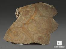 Строматолиты Inzeria tjomusi с реки Лемеза, 18,2х13,5х3,8 см