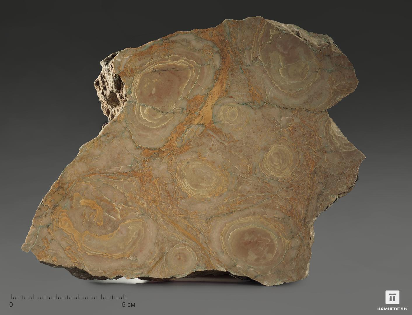 Строматолиты Inzeria tjomusi с реки Лемеза, 18,2х13,5х3,8 см