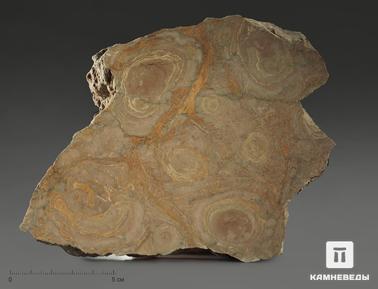 Строматолит. Строматолиты Inzeria tjomusi с реки Лемеза, 18,2х13,5х3,8 см