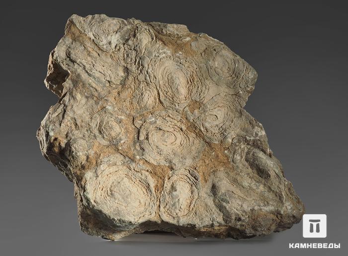 Строматолиты Inzeria tjomusi с реки Лемеза, 18,2х13,5х3,8 см, 12112, фото 2