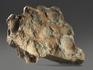 Строматолиты Inzeria tjomusi с реки Лемеза, 18,2х13,5х3,8 см, 12112, фото 4