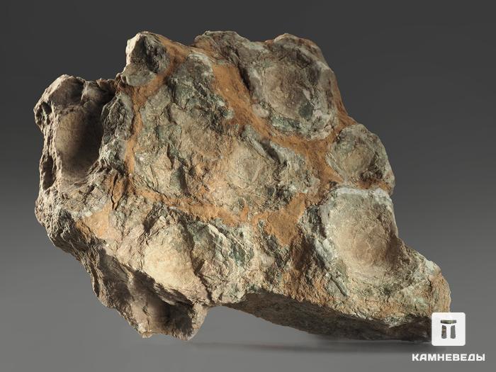 Строматолиты Inzeria tjomusi с реки Лемеза, 18,2х13,5х3,8 см, 12112, фото 4
