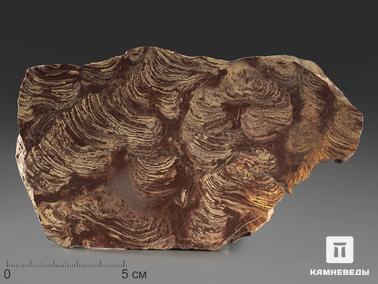 Строматолит. Строматолиты Inzeria tjomusi с реки Лемеза, 19,3х10,2х2,1 см