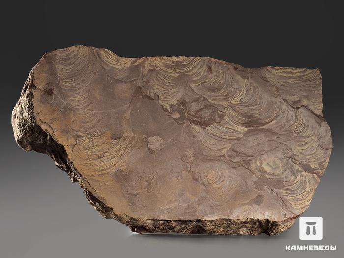 Строматолиты Inzeria tjomusi с реки Лемеза, 19,3х10,2х2,1 см, 12108, фото 2