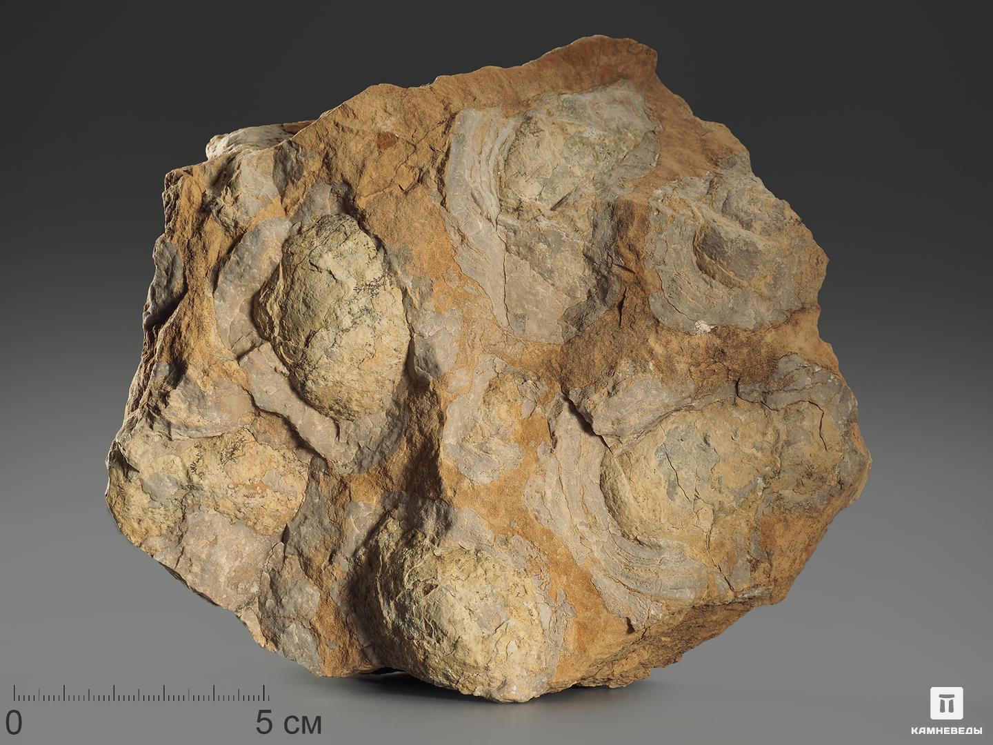 Строматолиты Inzeria tjomusi с реки Лемеза, 15,6х12,6х6,5 см кто живёт у реки