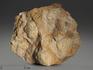 Строматолиты Inzeria tjomusi с реки Лемеза, 15,6х12,6х6,5 см, 12109, фото 1