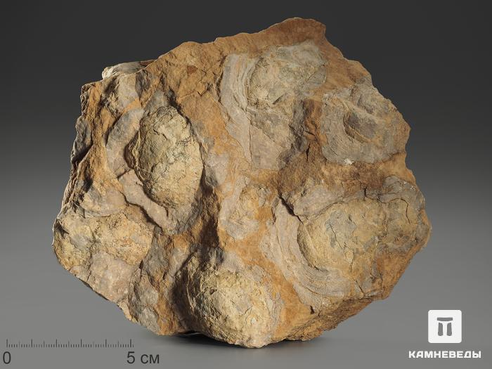 Строматолиты Inzeria tjomusi с реки Лемеза, 15,6х12,6х6,5 см, 12109, фото 1